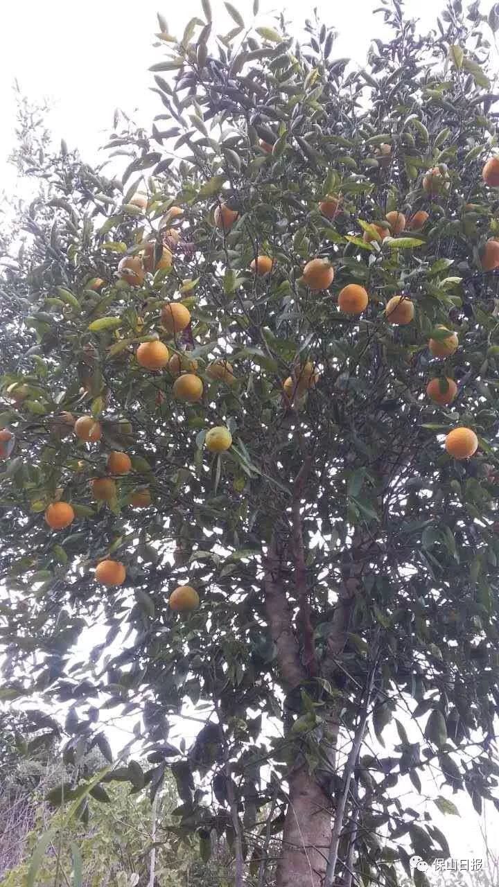 云南保山美食糖渣,保山吃食