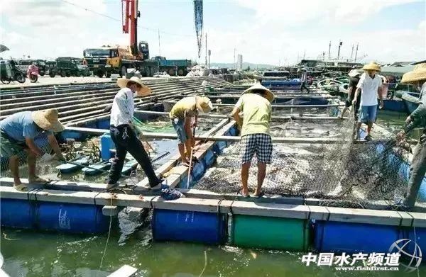 网箱鱼接连死亡,网箱鱼死亡人数