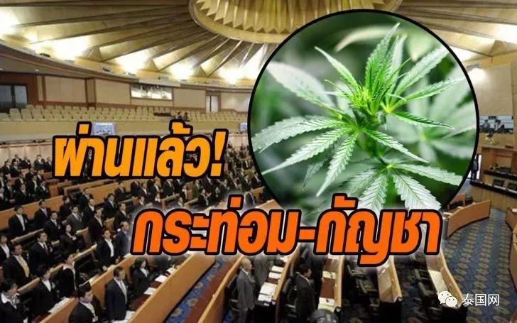 泰国大麻合法政策,泰国代购必买物品清单711