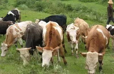 云南寻甸牛干巴做法,舌尖上的云南普洱茶