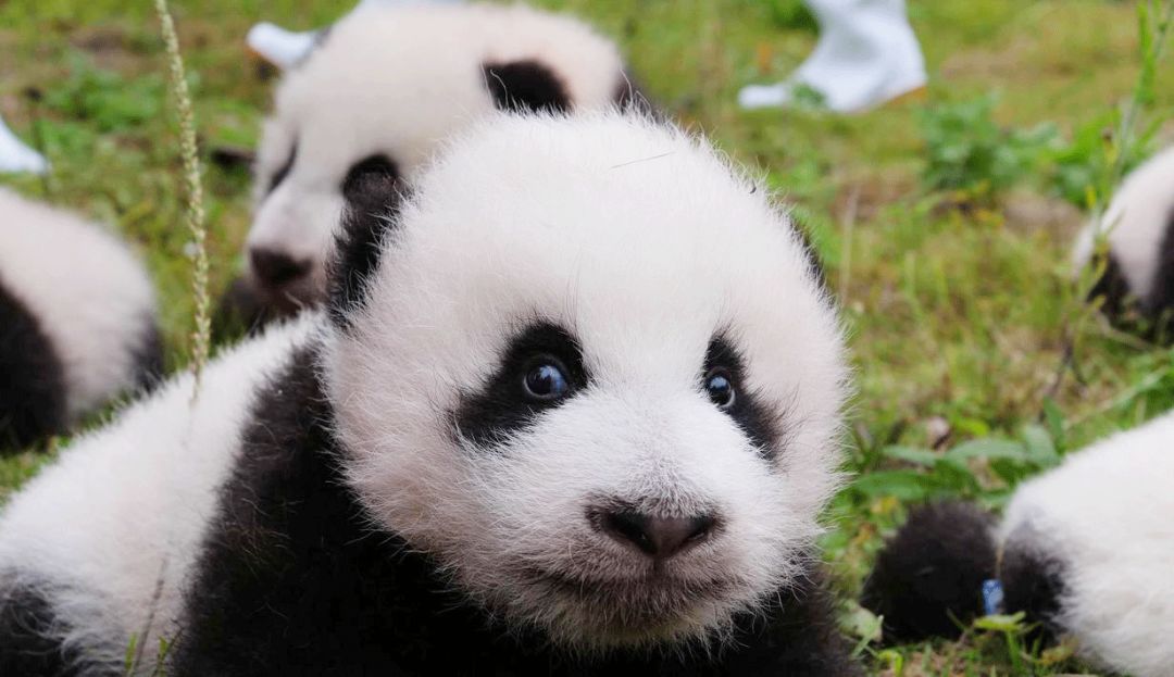 老外多爱猫咪,老外多爱中国