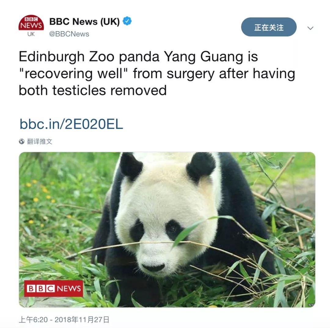 老外到底多喜欢熊猫,老外看中国大熊猫