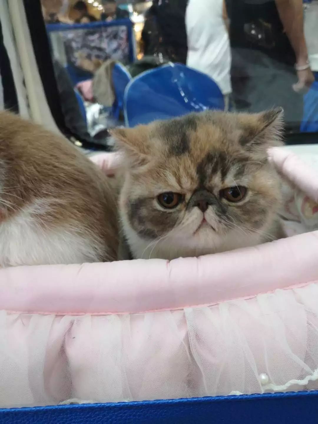 新闻综合广播｜「宠爱有家」之喵星驾到