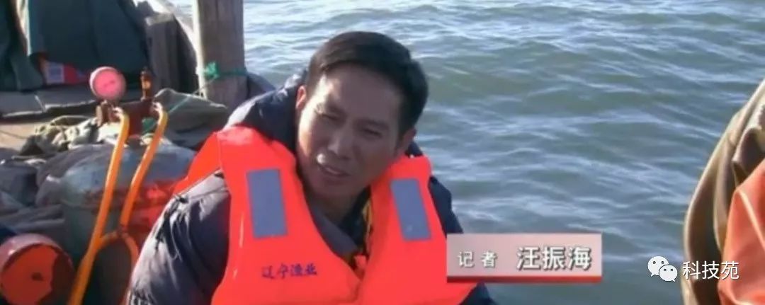 人工养殖海参多少钱一斤,海参几斤鲜品出一斤干品