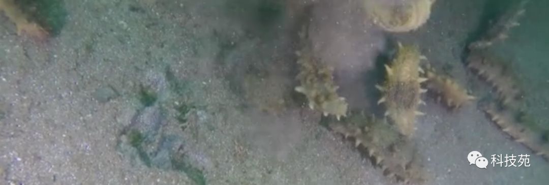 人工养殖海参多少钱一斤,海参几斤鲜品出一斤干品