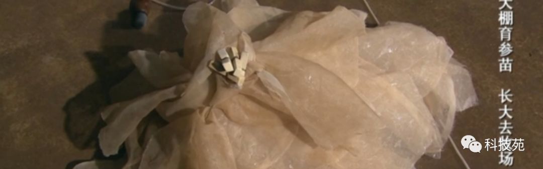 人工养殖海参多少钱一斤,海参几斤鲜品出一斤干品