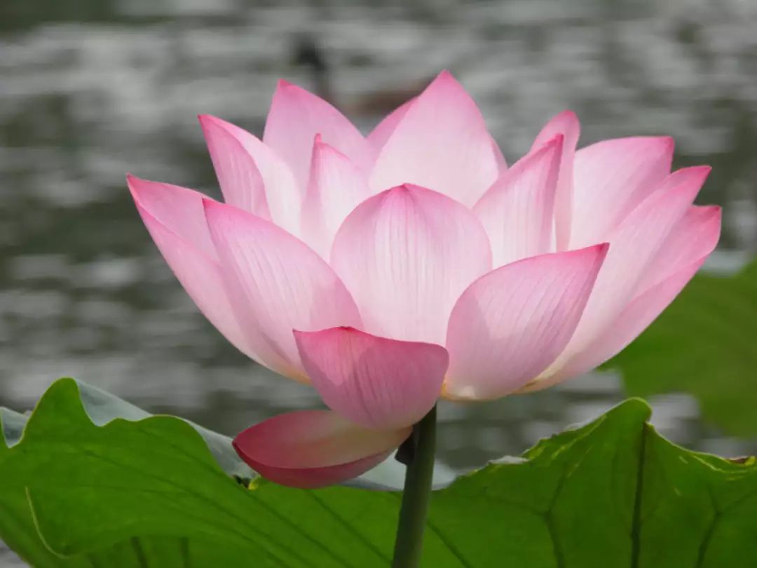 正念减压训练视频教程,正念减压疗愈课程