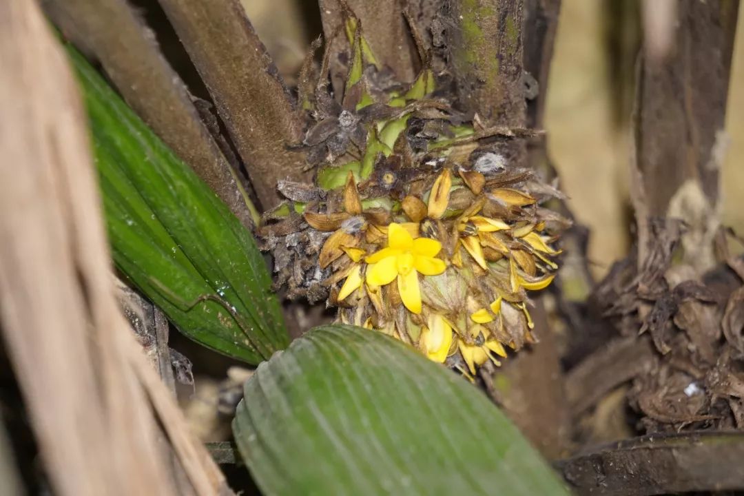 华南植物园吉祥花图片,华南植物园禾雀花观赏时间