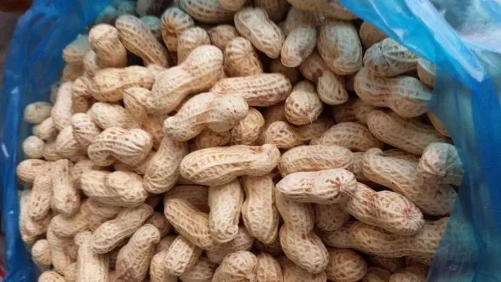 家里盆栽洋葱开花,洋葱盆栽开花