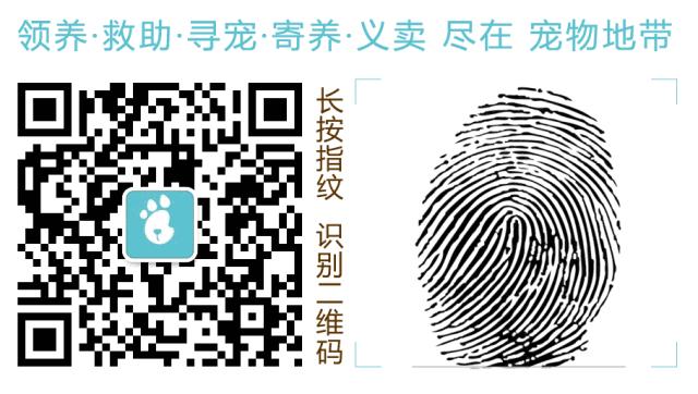 猫咪误吃虫子一直流口水,猫咪被黄蜂蛰了有什么反应