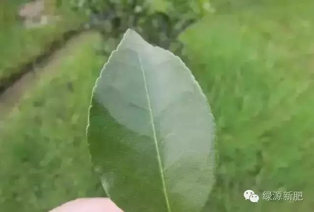 果树花芽分化期用什么促花芽分化,什么可以促进花芽分化