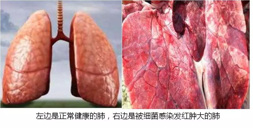 瑞士润喉糖护嗓第一名,瑞士国宝