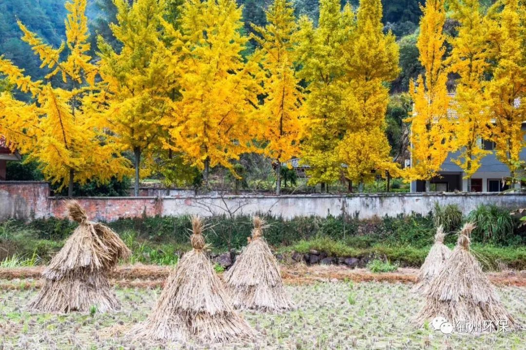 衢州排名前十名,衢州排名第几