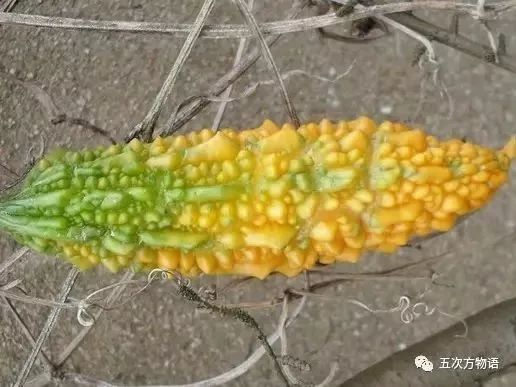 金铃子是苦楝子吗,金铃子和苦瓜很像