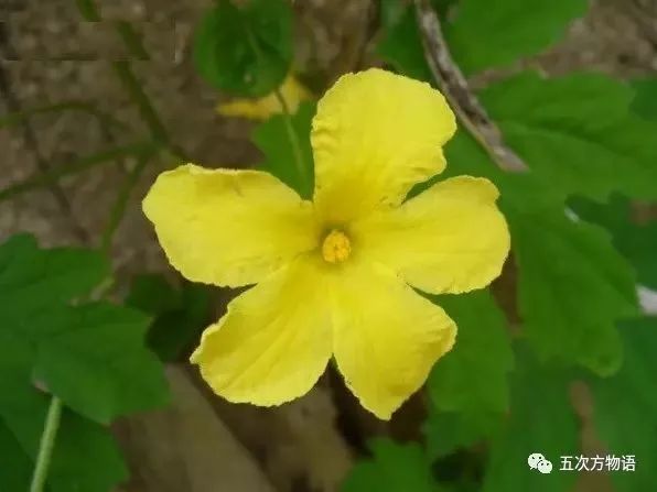 金铃子是苦楝子吗,金铃子和苦瓜很像