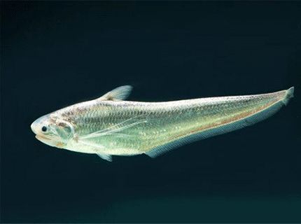 长江刀鱼最新政策,长江刀鱼从什么时候开始禁捕的