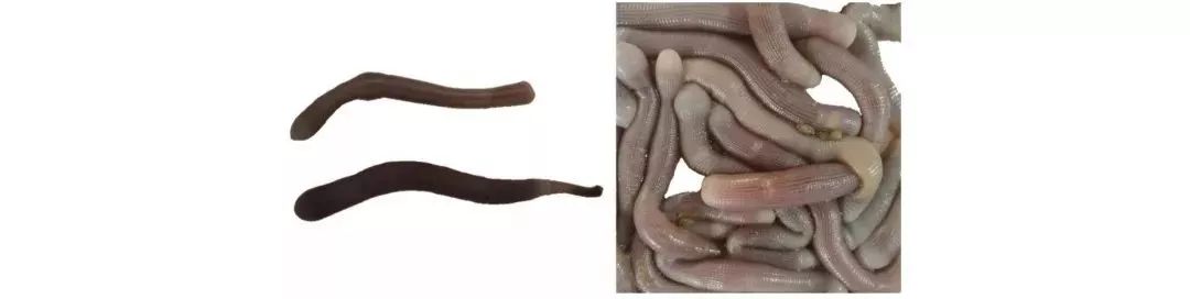 不认识这些海鲜，还敢说吃遍三亚？“三亚发布”能查海鲜限价哦～