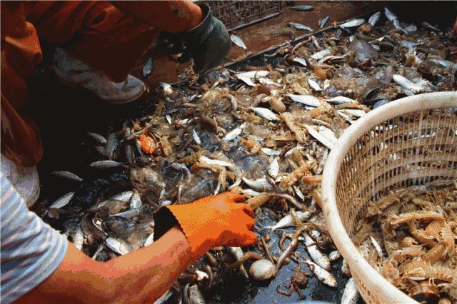 不认识这些海鲜，还敢说吃遍三亚？“三亚发布”能查海鲜限价哦～