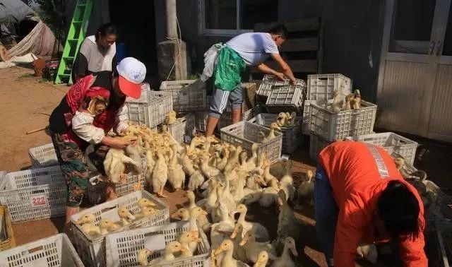 肉鸭亏损严重,养殖户是什么原因利润低