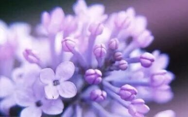 祖玛珑香水和圣罗兰哪个档次高,祖玛珑香水五件套