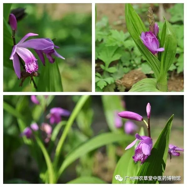 待春花烂漫赏樱花盛开,春花怒放等你来