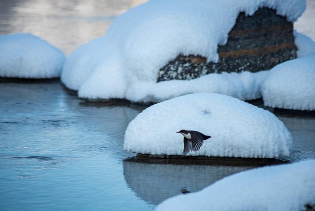 冬日喀纳斯，梦中的冰雪童话世界