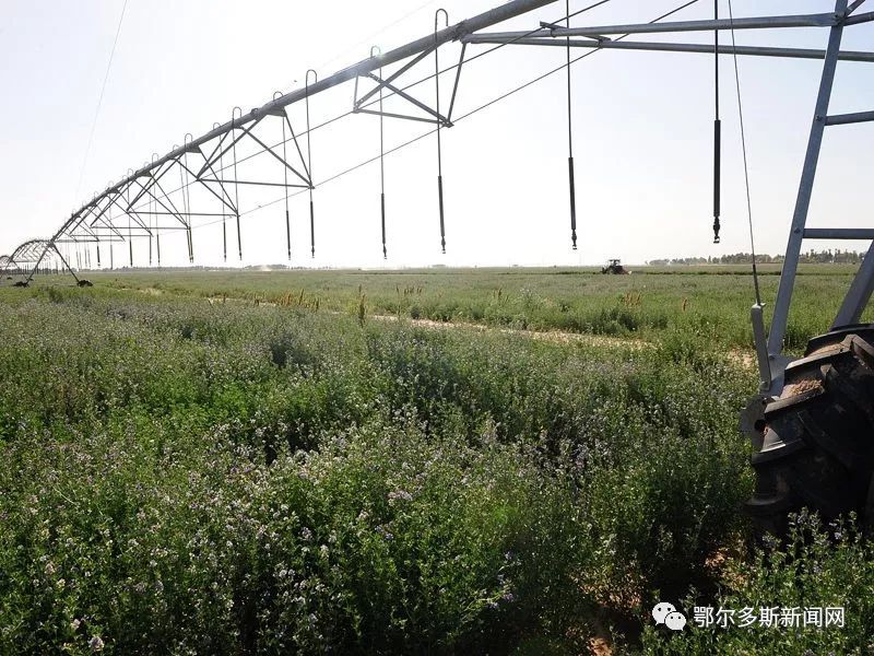 达拉特旗农村的最新规划,达拉特旗农业