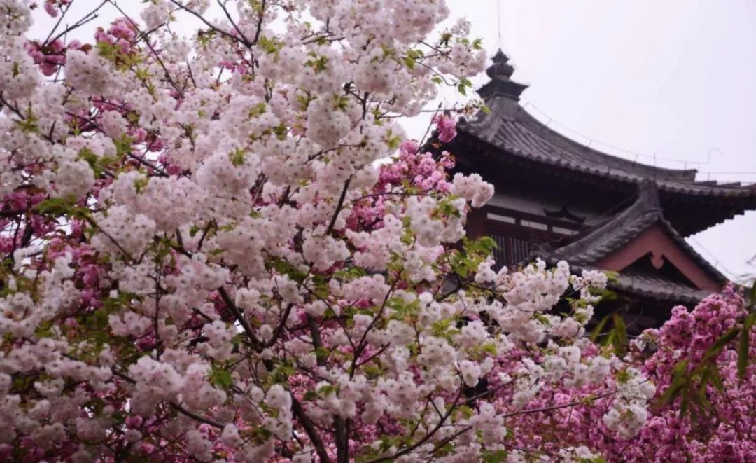 最美的西安公园风景图,西安桃花潭公园手绘导览图