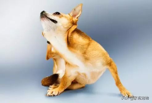 犬皮肤问题,如何鉴别犬类皮肤病
