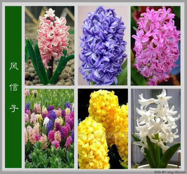 最全花品种,史上最简单的十种花