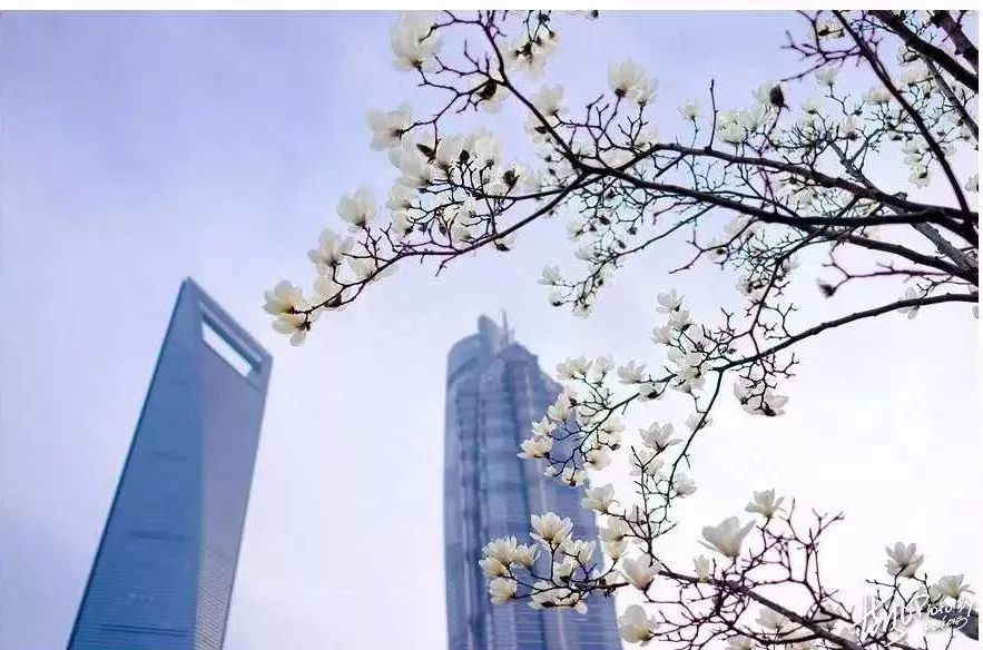 「收藏」不能错过的小美好！上海12个月行走指南来啦