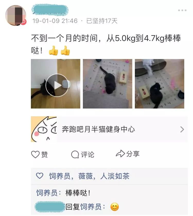 别人家的猫怎么都这么可爱啊,为什么别人的猫都是蠢萌可爱