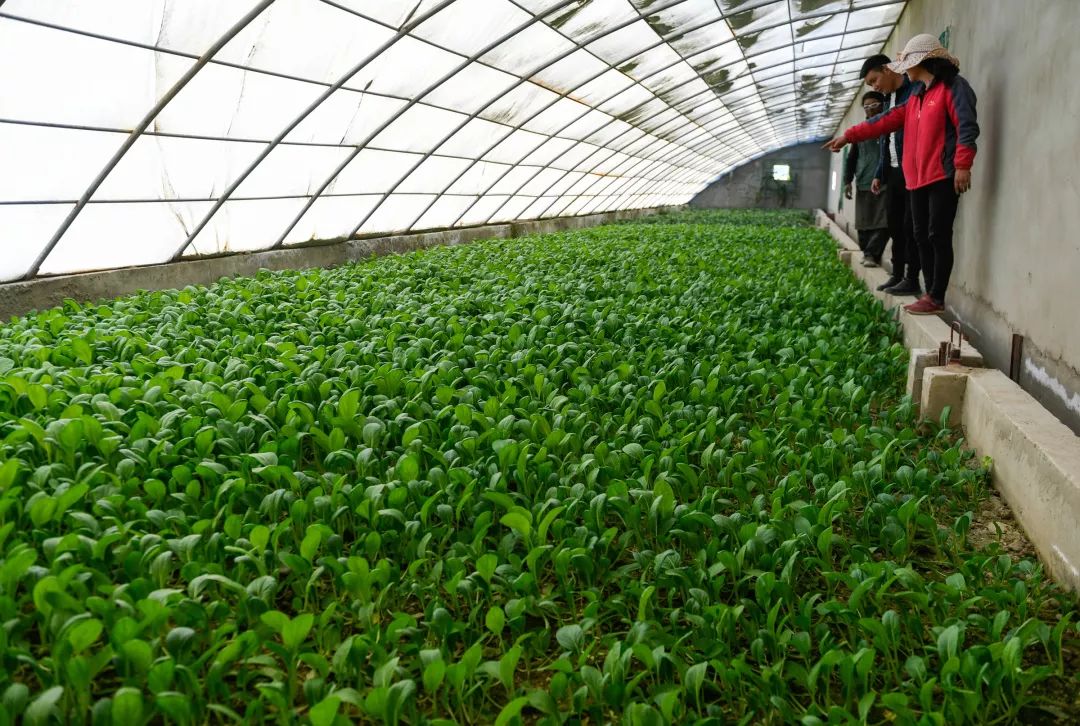 中国农产品安全出现的各种问题,谣言止于智者可靠吗