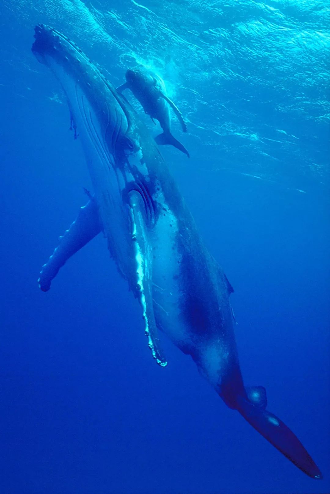 被北极熊追杀，抓拍鲨鱼咬向自己的瞬间……68岁摄影师玩命告诉你：为什么外国人这么少？