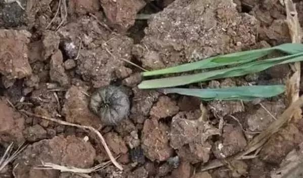 8种农药防治蔬菜害虫的药效试验,蔬菜害虫最佳防治方法