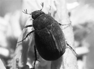 农作物害虫大全及防治,蔬菜害虫图片大全集