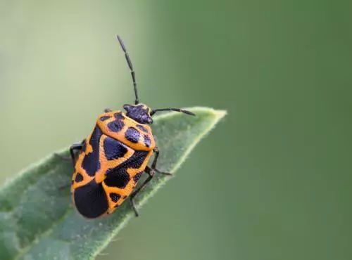 农作物害虫大全及防治,蔬菜害虫图片大全集