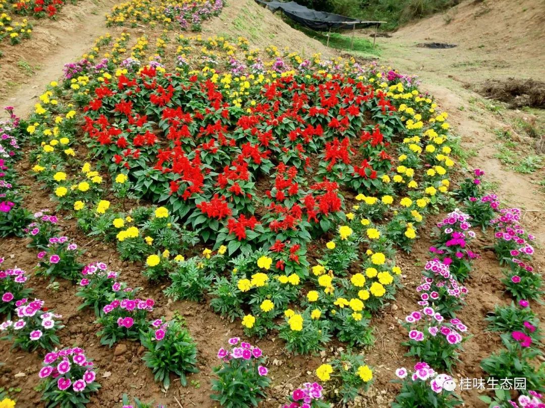 钦州春节免费景区,钦州春节期间旅游景点推荐