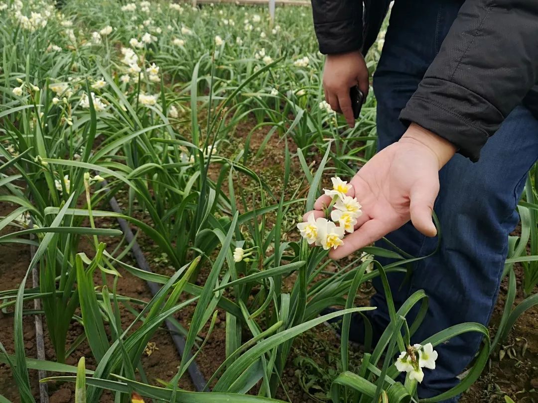 沪郊冬魅｜寒冬岁杪，清供一盆馨香，又到一年水仙时