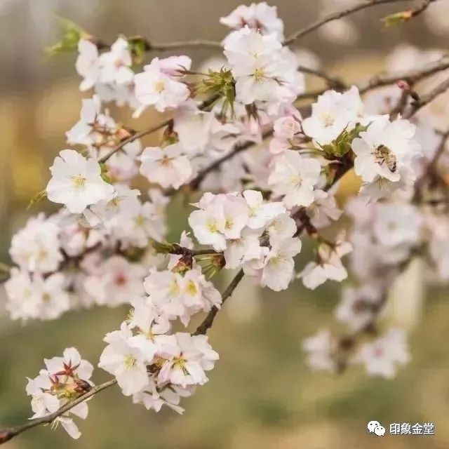 金堂赏花最佳地点时间,金堂赏花之梨花篇