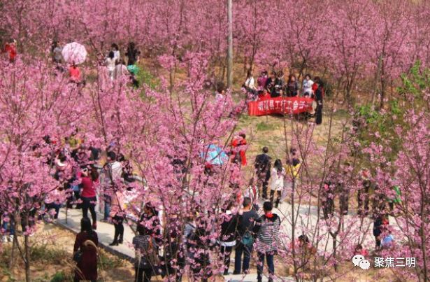 福建三明看樱花的地方,三明樱花在哪里