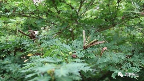 合家欢乐｜*欢合**、珍珠金*欢合**、香水*欢合**