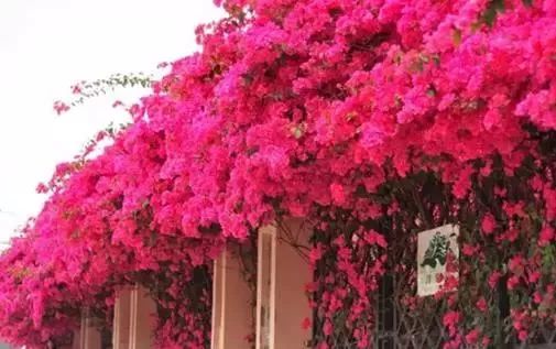 中山十大免费公园,中山最美的免费公园