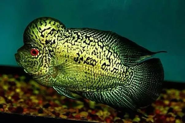 停电了鱼缸怎么办,底部过滤鱼缸停电了水倒流怎么办