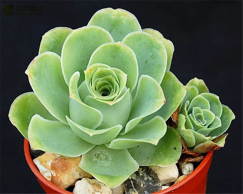 情人节浪漫仪式感玫瑰花,浪漫情人节甜蜜献礼