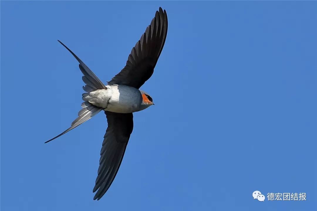 春天真的来了，这群鸟在瑞丽户瓦山大秀恩爱！