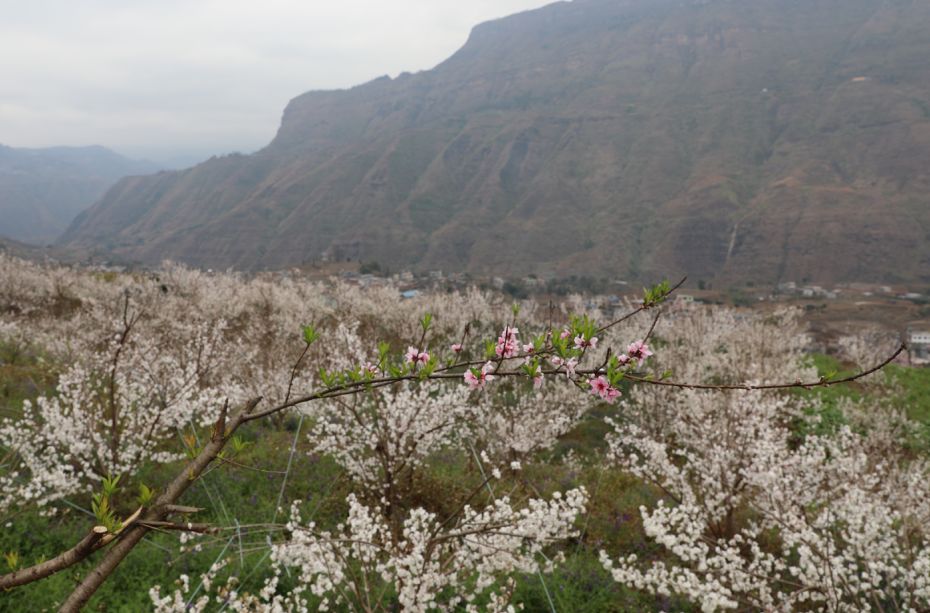 发耳镇樱桃花航拍视频出炉！敢不敢来行一场飞花令？开始！