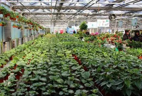 创业致富丨半个大棚鲜花就卖了3万元,*疆新**小伙是如何做到的?