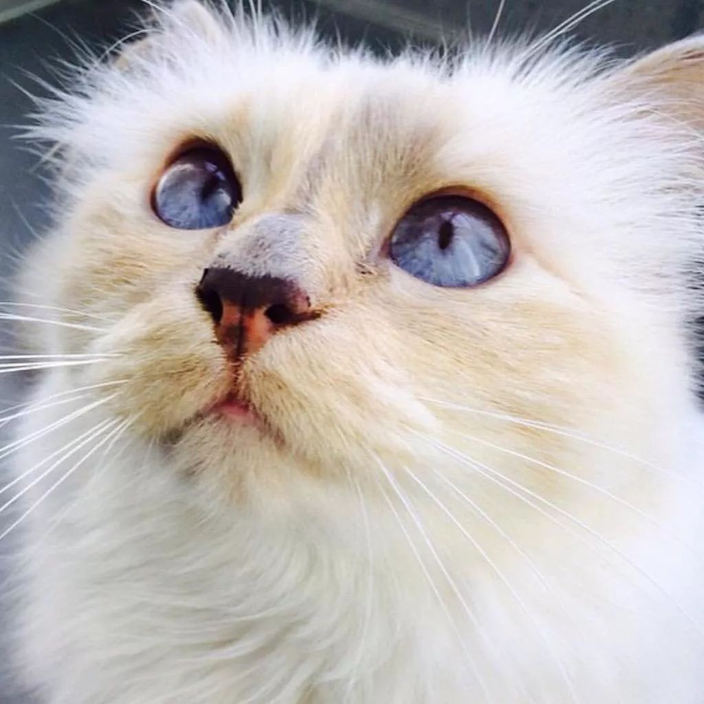 老佛爷的所有家产最后留给了猫 (老佛爷的猫死后谁来继承他的遗产)