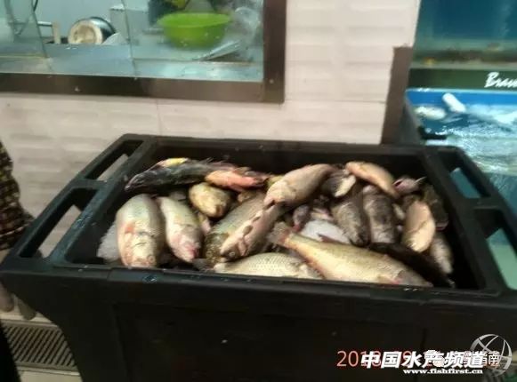 中国水产品市场情况分析,2023水产品批发市场分析报告